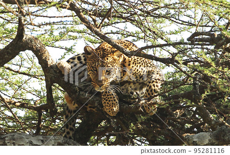 Creative Tanzania wildlife pictures  95281116