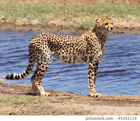 Creative Tanzania wildlife pictures  95281118