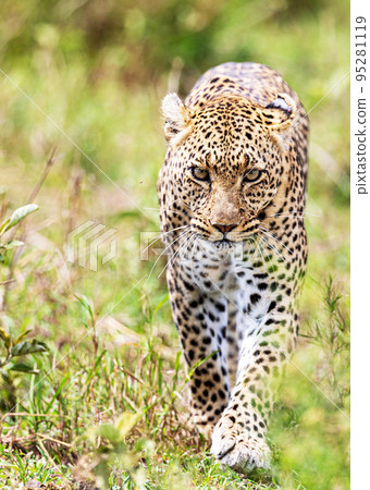 Creative Tanzania wildlife pictures  95281119