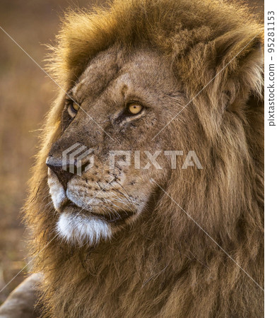 Magical Tanzania wildlife pictures Magical Tanzania wildlife pictures 95281153