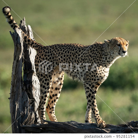 Magical Tanzania wildlife pictures   95281154