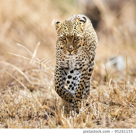 Magical Tanzania wildlife pictures   95281155