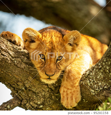 Magical Tanzania wildlife pictures Magical Tanzania wildlife pictures 95281158
