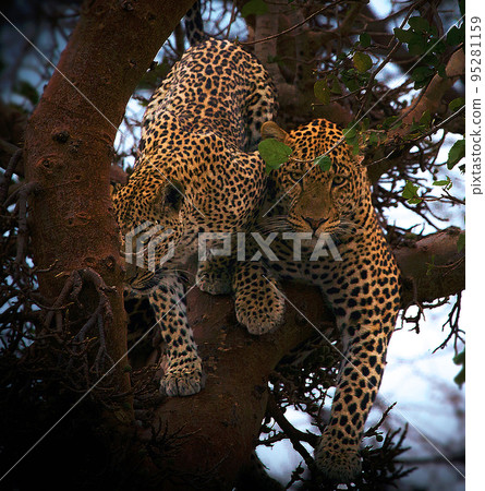 Magical Tanzania wildlife pictures Magical Tanzania wildlife pictures 95281159