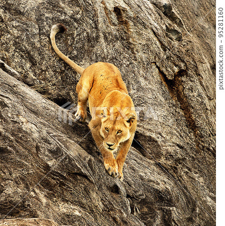 Magical Tanzania wildlife pictures   95281160