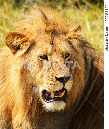 Magical Tanzania wildlife pictures Magical Tanzania wildlife pictures 95281161