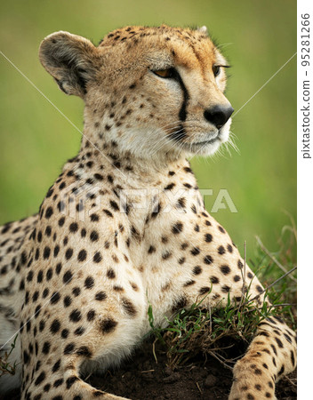 Wildlife in Tanzania  95281266