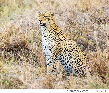 Best wildlife destination Tanzania  95281281