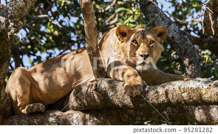 Best wildlife destination Tanzania  95281282