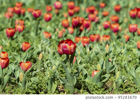 Jerusalem, tulip field red big beautiful 95281670