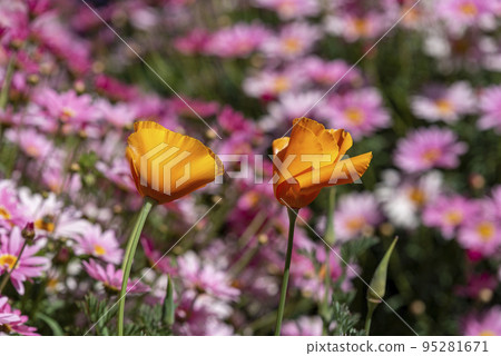 Striped bumble bee feeding on nectar from bright orange california poppy. Striped bumble bee feeding on nectar from bright orange california poppy. 95281671