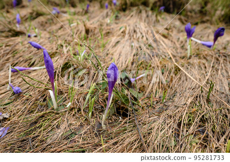 Spring crocuses, crocus flower on a background of dry grass. Spring crocuses, crocus flower on a background of dry grass. 95281733