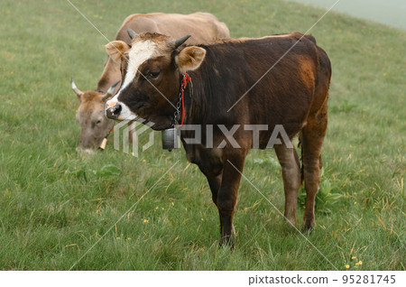 Cows with bells around their necks graze on Ukrainian fields and mountains. Cows with bells around their necks graze on Ukrainian fields and mountains. 95281745
