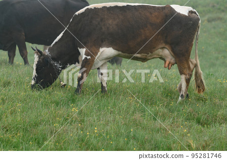 Cows with bells around their necks graze on Ukrainian fields and mountains. 95281746