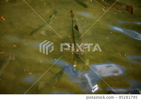 Karelian and golden trout swim in mountain rivers, artificial breeding of fish in running water. Karelian and golden trout swim in mountain rivers, artificial breeding of fish in running water. 95281795