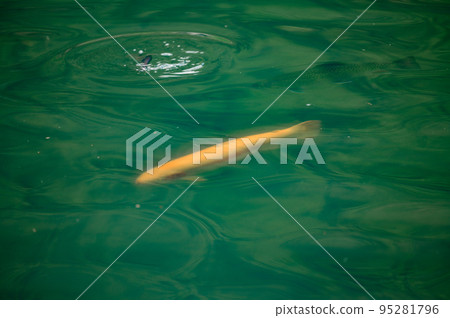 Karelian and golden trout swim in mountain rivers, artificial breeding of fish in running water. Karelian and golden trout swim in mountain rivers, artificial breeding of fish in running water. 95281796