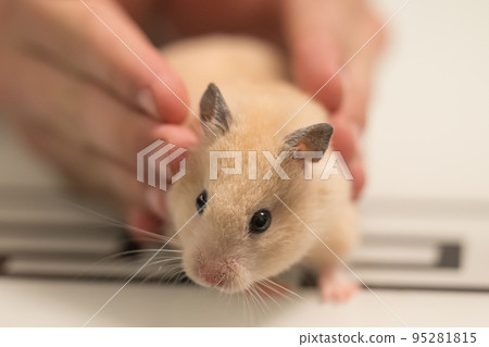 Pet hamster in the hands of a child. 95281815