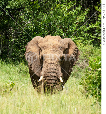 Best wildlife safari in Tanzania  95281841