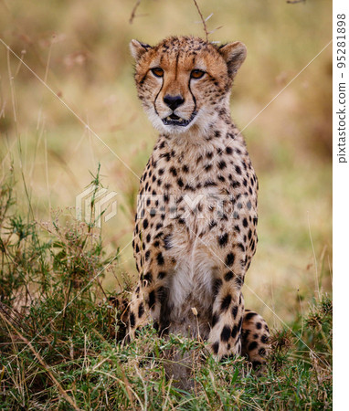 Beautiful Tanzania wildlife pictures  95281898