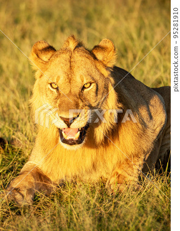 Magical Tanzania wildlife pictures   95281910