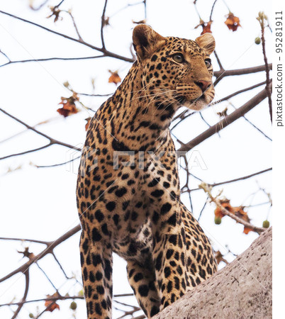 Magical Tanzania wildlife pictures   95281911