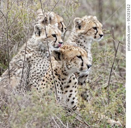 Magical Tanzania wildlife pictures   95281912