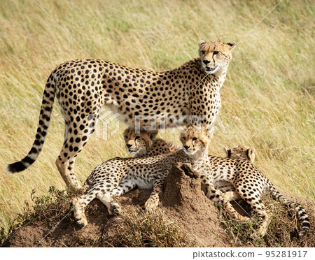 Beautiful and Breathtaking wildlife in Tanzania 95281917