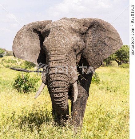 Beautiful and Breathtaking wildlife in Tanzania Beautiful and Breathtaking wildlife in Tanzania 95281918