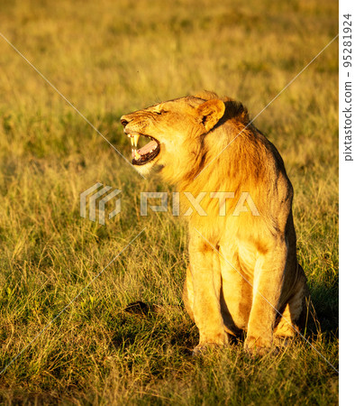 Beautiful and Breathtaking wildlife in Tanzania 95281924