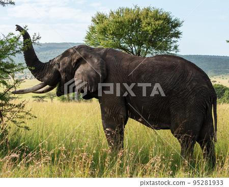 Tanzania Wildlife photography  95281933
