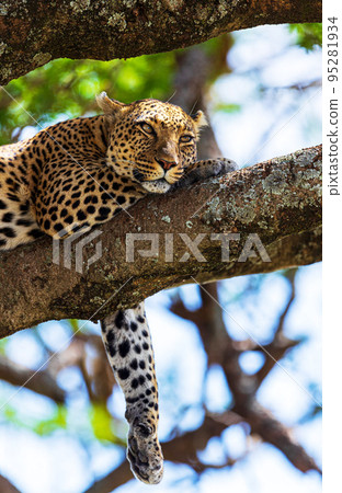 Tanzania Wildlife photography Tanzania Wildlife photography 95281934