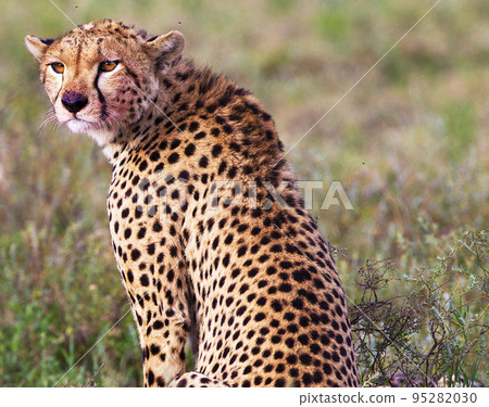 Best wildlife safari in Tanzania Best wildlife safari in Tanzania 95282030