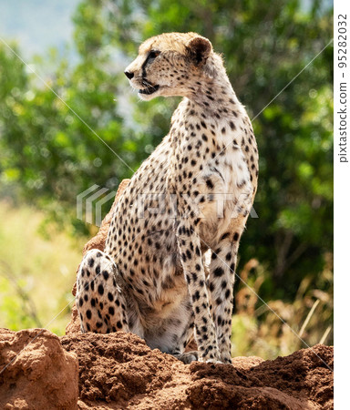 Best wildlife safari in Tanzania  95282032
