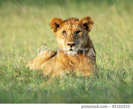 Best wildlife safari in Tanzania  95282033