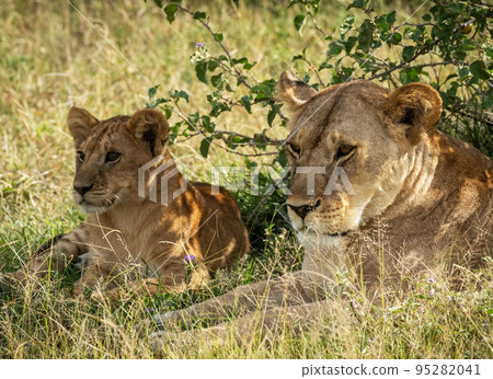 Tanzania wildlife pictures Tanzania wildlife pictures 95282041