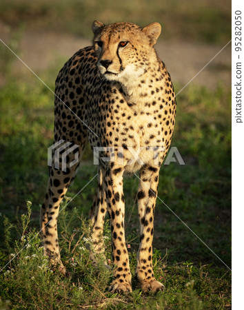 Tanzania wildlife pictures 95282050