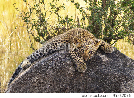 Creative Tanzania wildlife pictures  95282056