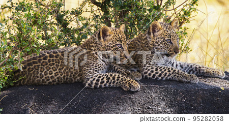 Creative Tanzania wildlife pictures  95282058