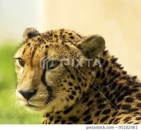 Creative Tanzania wildlife pictures  95282061