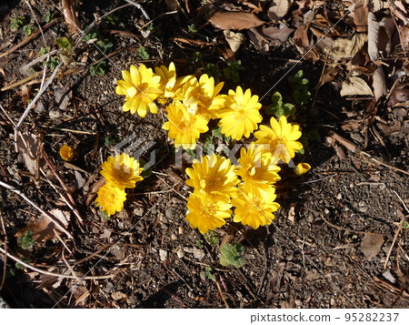 Adonis ramosa taken at Takasaki City Dye Botanical Garden 95282237
