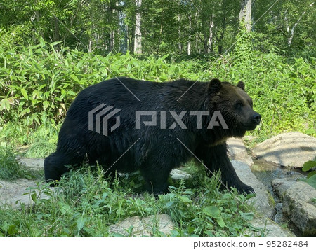 Brown bear 95282484
