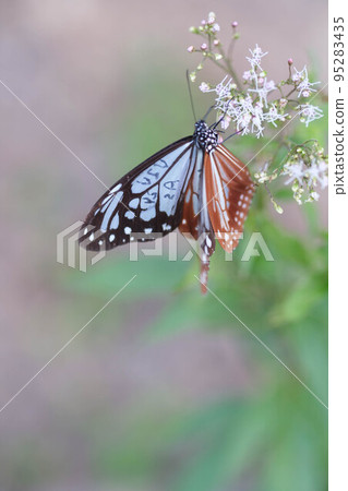Chestnut tiger butterflies have traveled 2,000 kilometers to reach Kobe. Photographing a migratory butterfly perched on Fujibakama on a hill in Higashinada Ward, Kobe City 95283435