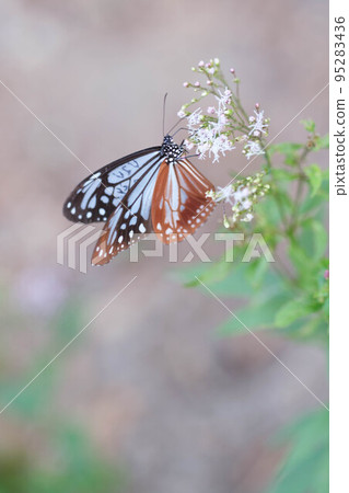 Chestnut tiger butterflies have traveled 2,000 kilometers to reach Kobe. Photographing a migratory butterfly perched on Fujibakama on a hill in Higashinada Ward, Kobe City 95283436