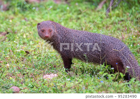 Wild ruddy mongoose or Urva smithii in wild 95283490