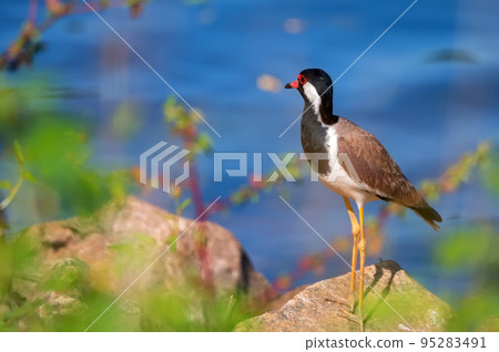Red-wattled lapwing or Vanellus indicus near the water 95283491