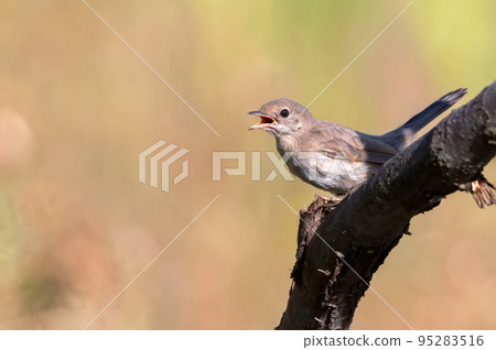 Juvenile Menetries's Warbler or Curruca mystacea on a tree 95283516