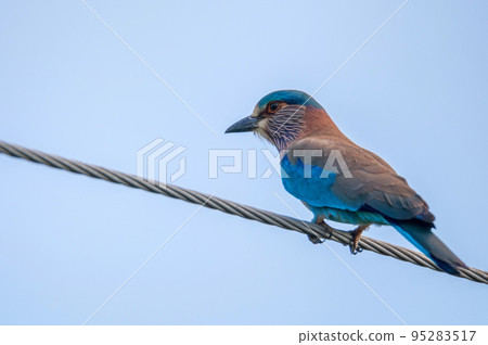 Close-up of Indian Roller or Coracias benghalensis 95283517