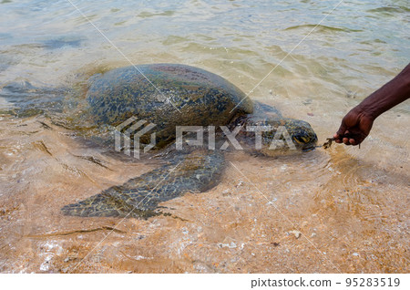 Green sea turtle or Chelonia mydas on a beach Green sea turtle or Chelonia mydas on a beach 95283519