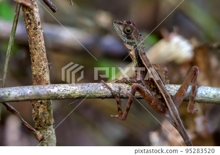 Brown-patched Kangaroo Lizard - Otocryptis wiegmanni, lizard of Sri Lanka 95283520