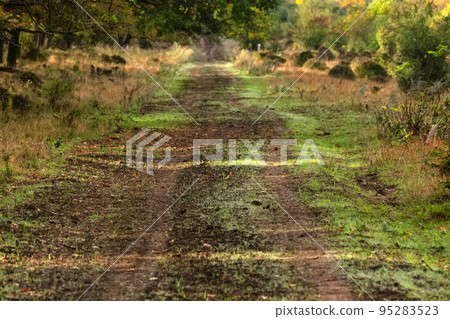 Scenic view of a old road through autumn trees 95283523